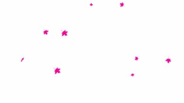 Animated background with pink autumn leaves. Motion autumn leaf fall. It is falling. Looped video. Vector flat illustration isolated on the white background.