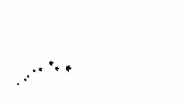 Animated autumn black leaves fly from left to right. Looped video. A wave of flying leaves on white background.