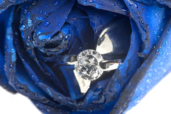 Rosas azules y anillos de boda —  Fotos de Stock