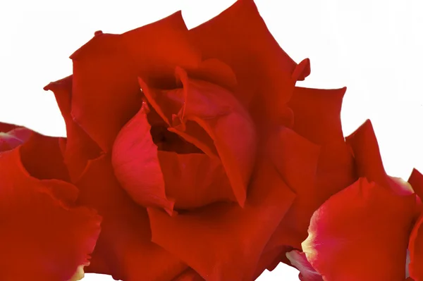 Un petalo e rose rosse — Foto Stock