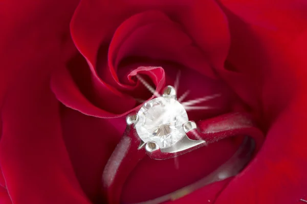 Rosas rojas y anillos de boda — Foto de Stock