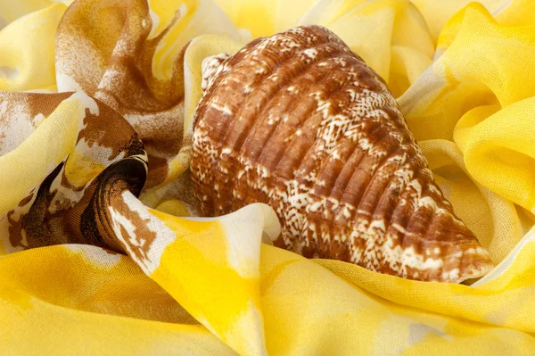 Seashell — Stock Photo, Image