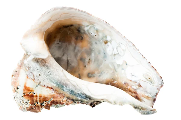 Seashell — Stock Photo, Image