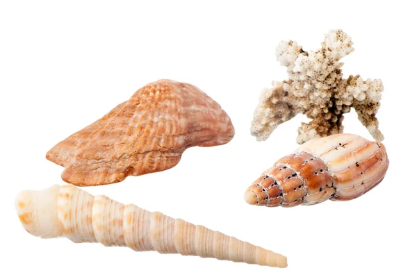 Seashell — Stock Photo, Image