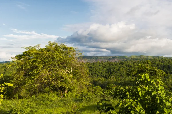 Vegetation i Anderna — Stockfoto