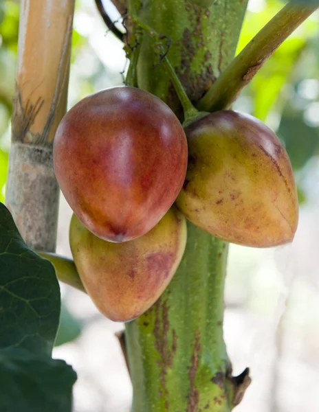 Tamarillo 植物 — 图库照片