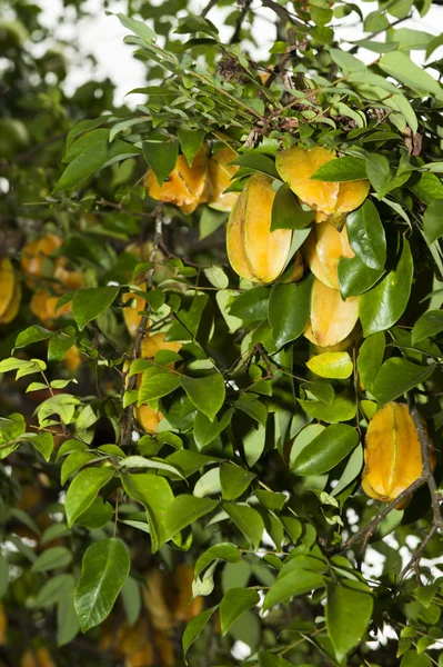 Карамбола або зіркове фруктове дерево — стокове фото
