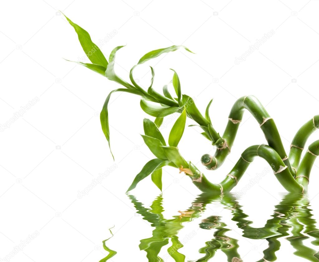 bamboo branches in water