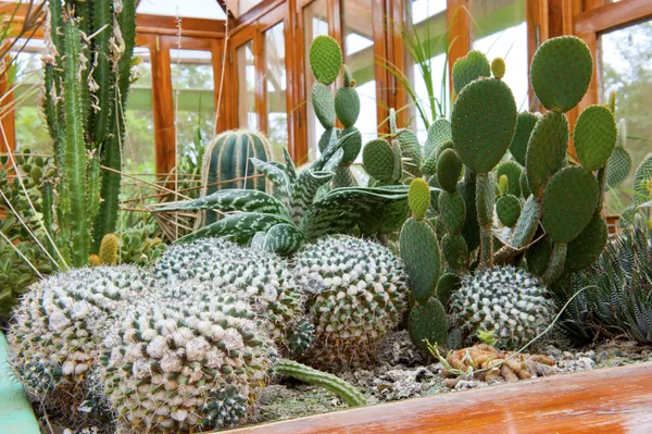 Botanischer Garten — Stockfoto