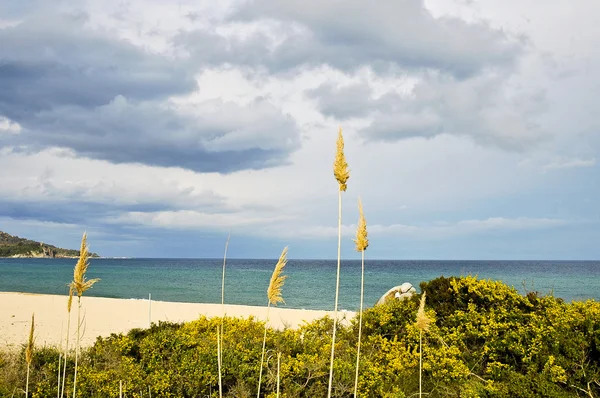 Les couleurs du printemps en Sardaigne 2 — Photo