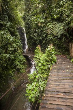 Ekvador yağmur ormanlarında şelale