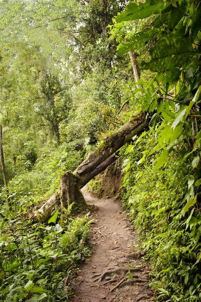 ecological path in Ecuador