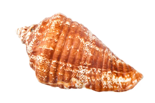 Seashell — Stock Photo, Image