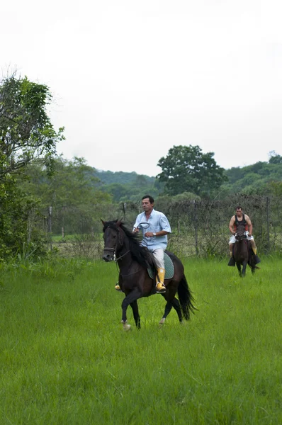 Hästar och ryttare — Stockfoto