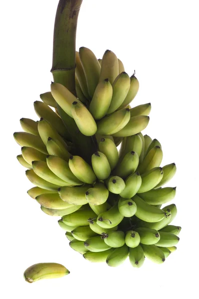 Бранч из бананов — стоковое фото