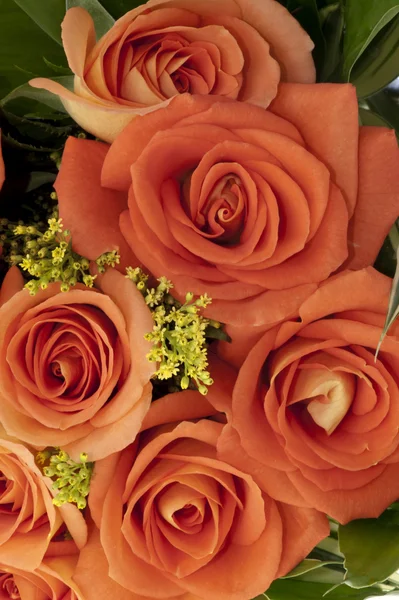 Strauß von orangen Rosen — Stockfoto