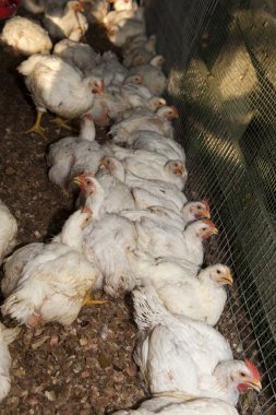 tavuk çiftliği