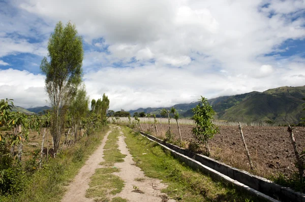 Agriculture in the Andean — Stock Photo, Image