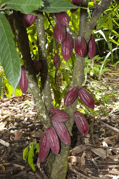 Árbol de coca en una plantación en Ecuador — Foto de Stock