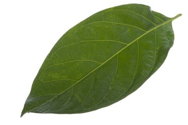 Morinda citrifolia yaprak