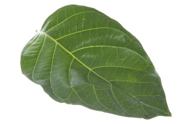 Morinda citrifolia yaprak