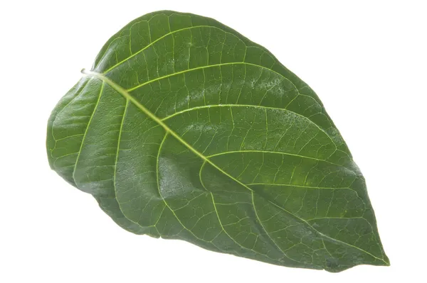 Morinda citrifolia leaf — стоковое фото