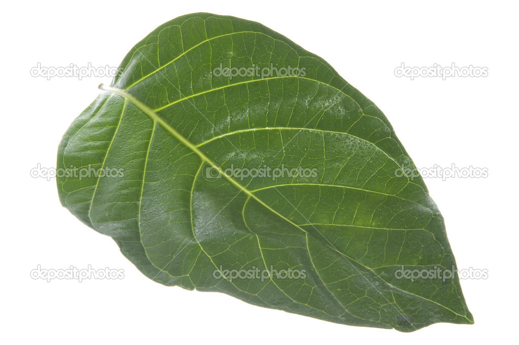 morinda citrifolia leaf