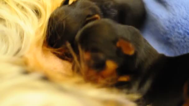 Cachorros amamantando a su madre — Vídeo de stock