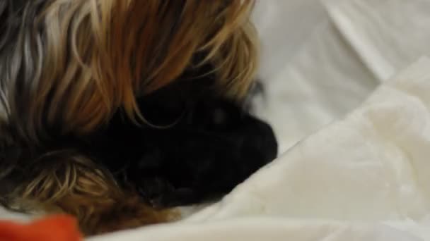 Собачья мать с щенком — стоковое видео