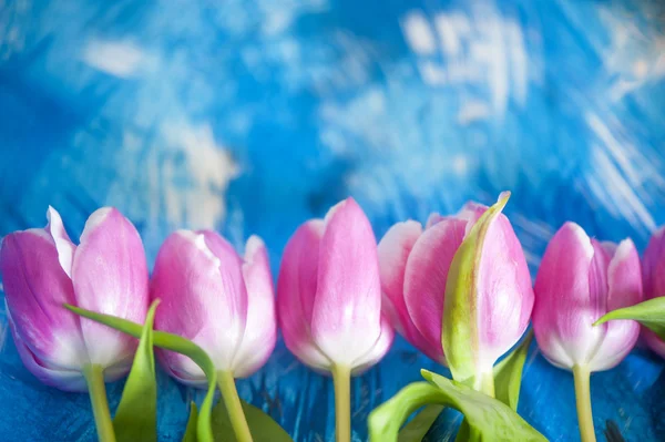 Pink tulip — Stock Photo, Image