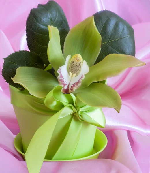 Orchidee — Stockfoto