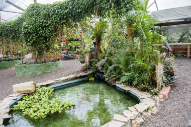 ekolojik bir vaha kelebekler