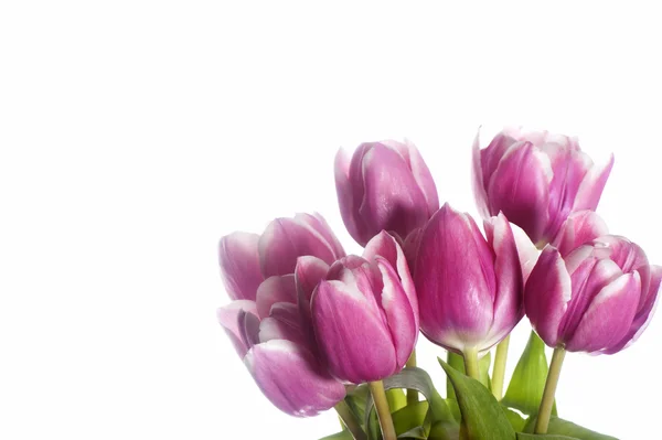 Pink tulip — Stock Photo, Image