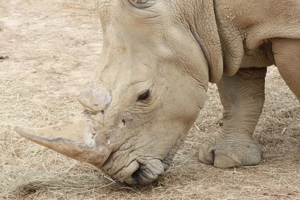 Neushoorn — Stockfoto