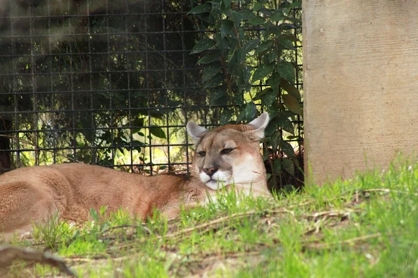 León de montaña descansando en el zoológico —  Fotos de Stock