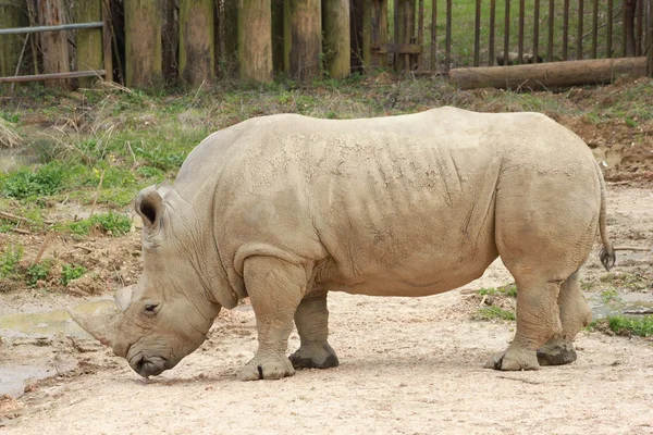 Rhinoceros — Stock Photo, Image