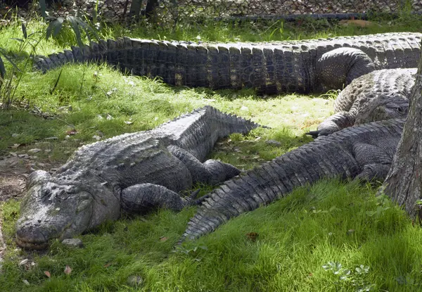 Alligators Rest in Grass — Stock Photo, Image