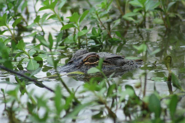 Ojo de cocodrilo acechando bajo el agua — Foto de Stock