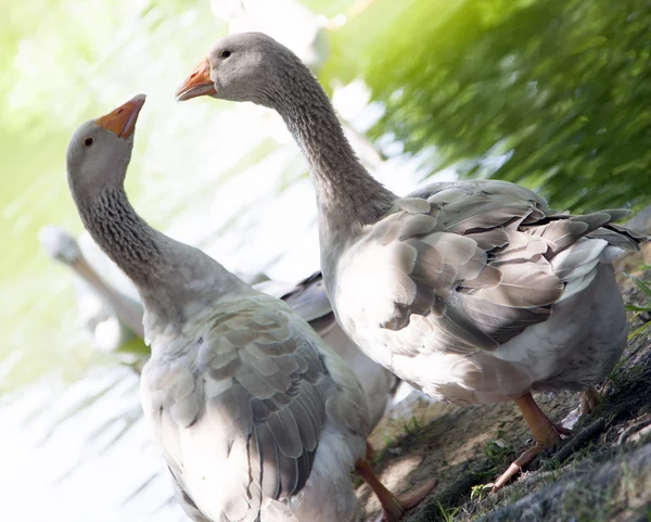 Grey Geese Near Pond — Stock Photo, Image