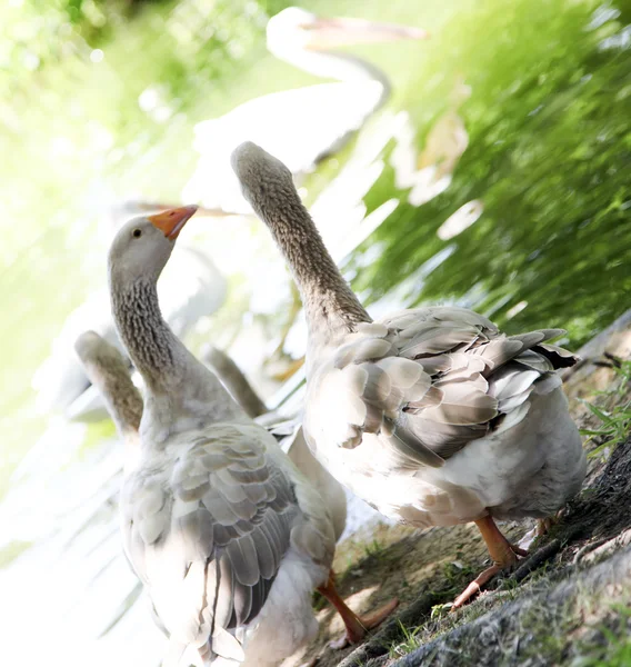 Grey Geese Near Pond — Stock Photo, Image