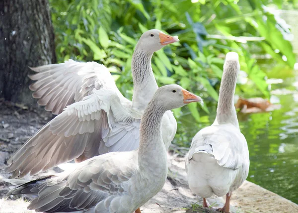 Grey goose z przygotowuje się do lotu — Zdjęcie stockowe