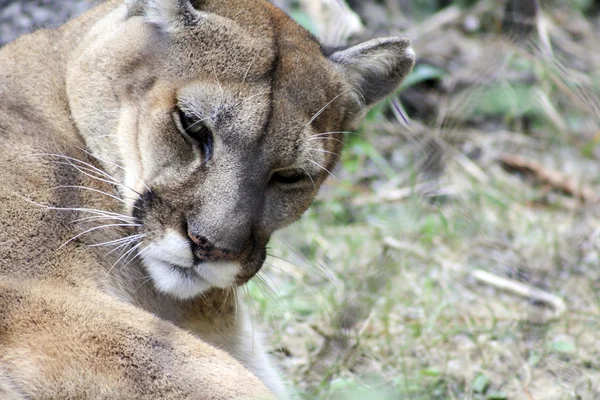 Puma grooming — Foto de Stock