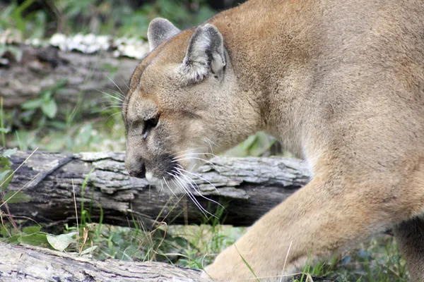 Mountain lion i naturliga livsmiljöer — Stockfoto