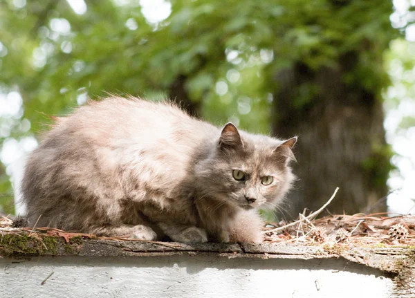 Çatıdaki kedi — Stok fotoğraf