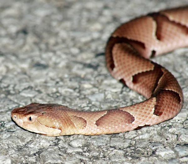 铜斑蛇 — 图库照片
