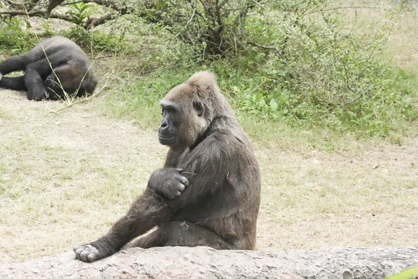 西低地大猩猩 — 图库照片