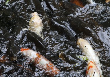 Hayvanat bahçesinde Yüzme koi