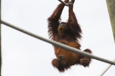 orangutan