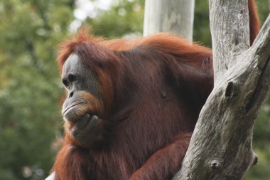orangutan