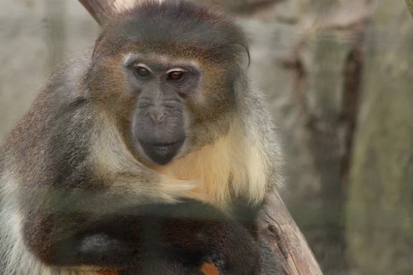 ケージの猿 — ストック写真